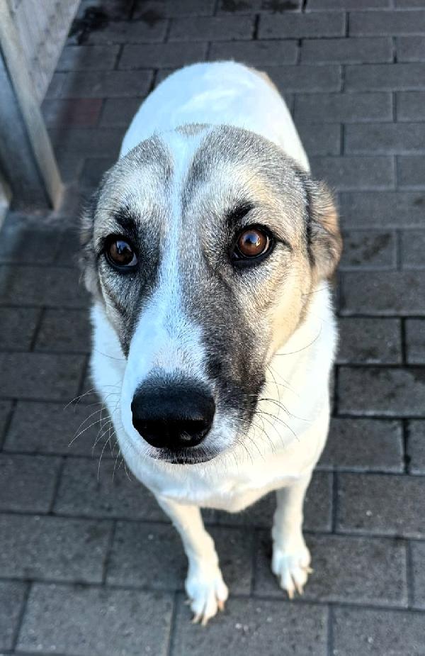 Coca Cagnolina Dolcissima